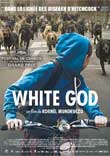WHITE GOD (FEHER ISTEN) - Critique du film